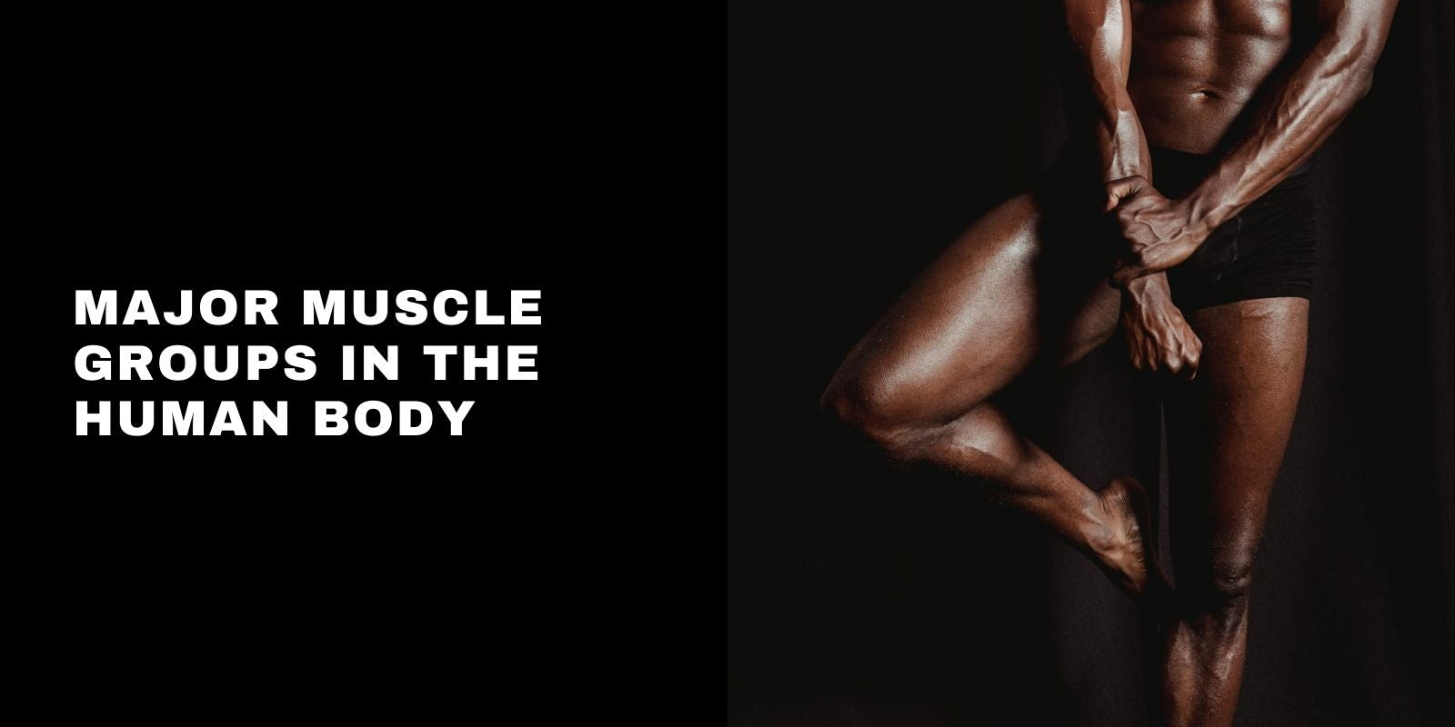 Major Muscle Groups in the Human Body A Complete Overview